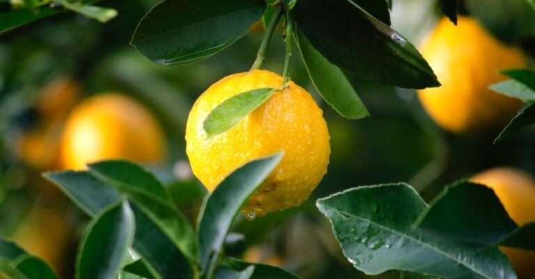 Juicing Advice That Everyone Really Should Read