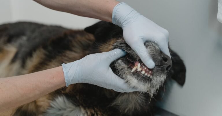 Great Advice On Getting A Whiter Set Of Teeth